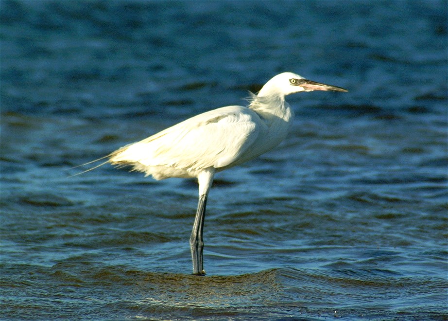 egret-13.jpg   (922x660)   165 Kb                                    Click to display next picture